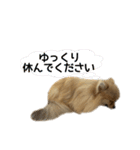 ポメラニアンココアの日常（個別スタンプ：19）