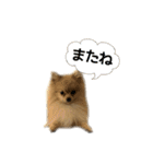 ポメラニアンココアの日常（個別スタンプ：29）