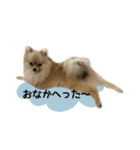 ポメラニアンココアの日常（個別スタンプ：30）