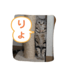 pino watanabe（個別スタンプ：1）