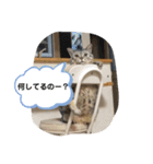 pino watanabe（個別スタンプ：3）
