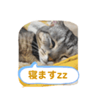 pino watanabe（個別スタンプ：10）