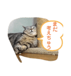 pino watanabe（個別スタンプ：11）