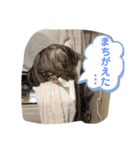 pino watanabe（個別スタンプ：12）