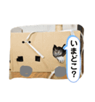 pino watanabe（個別スタンプ：14）