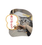 pino watanabe（個別スタンプ：16）
