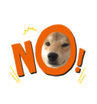 柴犬 薄顔ハク（個別スタンプ：2）