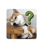 柴犬 薄顔ハク（個別スタンプ：4）