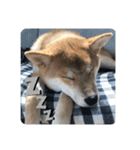 柴犬 薄顔ハク（個別スタンプ：5）