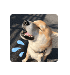 柴犬 薄顔ハク（個別スタンプ：6）