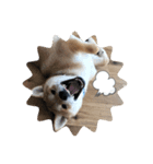 柴犬 薄顔ハク（個別スタンプ：7）