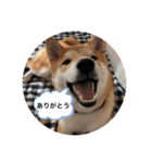 柴犬 薄顔ハク（個別スタンプ：8）