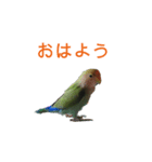 インコのフミちゃん（個別スタンプ：1）