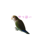 インコのフミちゃん（個別スタンプ：3）