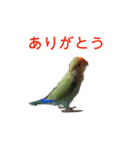 インコのフミちゃん（個別スタンプ：4）