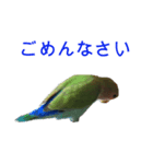 インコのフミちゃん（個別スタンプ：5）