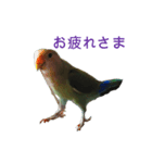 インコのフミちゃん（個別スタンプ：6）
