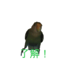 インコのフミちゃん（個別スタンプ：7）