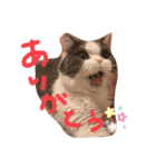 ブリタレチョロのスタンプ（個別スタンプ：8）