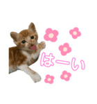 ちくわ大臣2（個別スタンプ：1）
