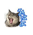 ロンのひとこと2（個別スタンプ：1）