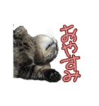 ロンのひとこと2（個別スタンプ：2）