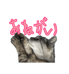 ロンのひとこと2（個別スタンプ：4）
