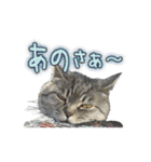 ロンのひとこと2（個別スタンプ：6）