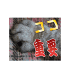 ロンのひとこと2（個別スタンプ：14）