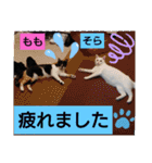 そらもも団5（個別スタンプ：1）