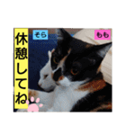 そらもも団5（個別スタンプ：4）