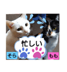 そらもも団5（個別スタンプ：5）