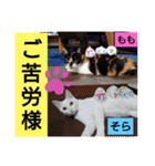 そらもも団5（個別スタンプ：8）