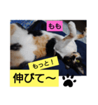 そらもも団5（個別スタンプ：11）