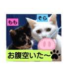 そらもも団5（個別スタンプ：13）