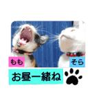 そらもも団5（個別スタンプ：16）