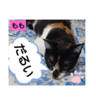 そらもも団5（個別スタンプ：20）