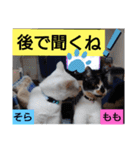そらもも団5（個別スタンプ：22）