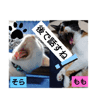 そらもも団5（個別スタンプ：23）