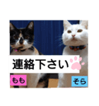 そらもも団5（個別スタンプ：24）