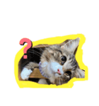 もふとポージー（個別スタンプ：6）