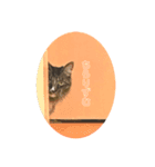 もふとポージー（個別スタンプ：8）