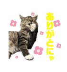 サスケのにゃんにゃんスタンプ（個別スタンプ：1）