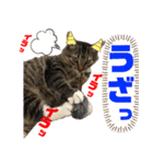 サスケのにゃんにゃんスタンプ（個別スタンプ：4）