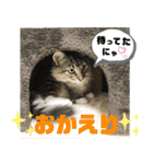 サスケのにゃんにゃんスタンプ（個別スタンプ：5）