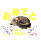 サスケのにゃんにゃんスタンプ（個別スタンプ：7）