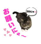 サスケのにゃんにゃんスタンプ（個別スタンプ：9）