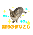 サスケのにゃんにゃんスタンプ（個別スタンプ：12）
