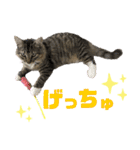 サスケのにゃんにゃんスタンプ（個別スタンプ：13）