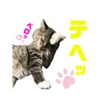 サスケのにゃんにゃんスタンプ（個別スタンプ：17）